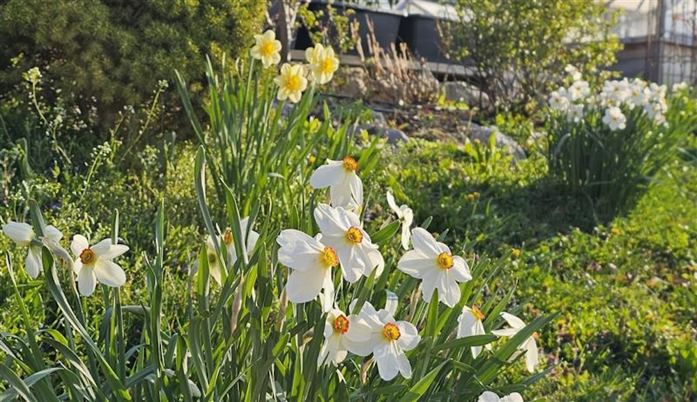 Narzissen auf der Innovationfarm